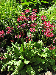 Miller's Crimson Primrose (Primula japonica 'Miller's Crimson') at GardenWorks