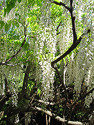 Longissima Alba Wisteria (Wisteria floribunda 'Longissima Alba') at GardenWorks