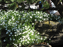 Mountain Sandwort (Arenaria montana) at GardenWorks