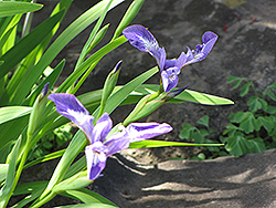 Rooftop Iris (Iris tectorum) at GardenWorks