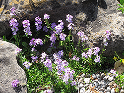 Alpine Liverbalm (Erinus alpinus) at GardenWorks