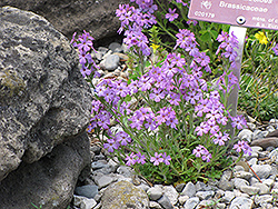Alpine Draba (Draba aizoides) at GardenWorks