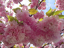 Kwanzan Flowering Cherry (Prunus serrulata 'Kwanzan') at GardenWorks