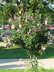 Aphrodite Rose of Sharon (Hibiscus syriacus 'Aphrodite') at GardenWorks