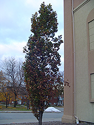 Pyramidal English Oak (Quercus robur 'Fastigiata') at GardenWorks