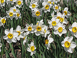 Flower Record Daffodil (Narcissus 'Flower Record') at GardenWorks