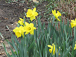 Dutch Master Daffodil (Narcissus 'Dutch Master') at GardenWorks