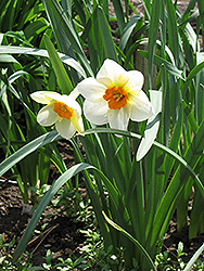Barrett Browning Daffodil (Narcissus 'Barrett Browning') at GardenWorks