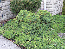 Dwarf Japgarden Juniper (Juniperus procumbens 'Nana') at GardenWorks