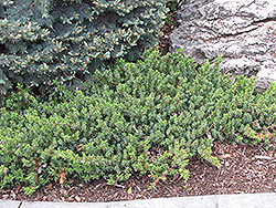Dwarf Japanese Garden Juniper (Juniperus procumbens 'Nana') at GardenWorks