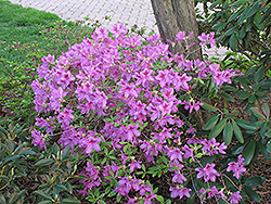 Girard's Karen Azalea (Rhododendron 'Girard's Karen') at GardenWorks