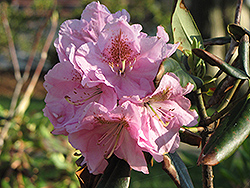 Janet Blair Rhododendron (Rhododendron 'Janet Blair') at GardenWorks
