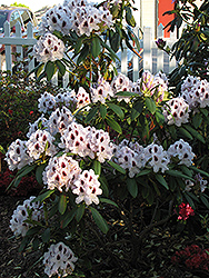 Calsap Rhododendron (Rhododendron 'Calsap') at GardenWorks