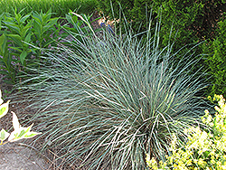 Sapphire Blue Oat Grass (Helictotrichon sempervirens 'Sapphire') at GardenWorks