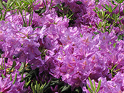 Lee's Dark Purple Rhododendron (Rhododendron catawbiense 'Lee's Dark Purple') at GardenWorks