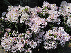 White Catawba Rhododendron (Rhododendron catawbiense 'Album') at GardenWorks