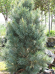 Vanderwolf's Pyramid Pine (Pinus flexilis 'Vanderwolf's Pyramid') at GardenWorks