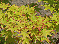 Coral Bark Japanese Maple (Acer palmatum 'Sango Kaku') at GardenWorks