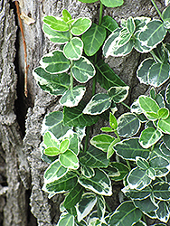 Emerald Gaiety Wintercreeper (Euonymus fortunei 'Emerald Gaiety') at GardenWorks
