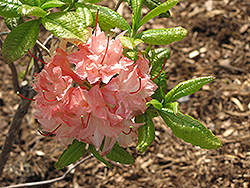 Cannon's Double Azalea (Rhododendron 'Cannon's Double') at GardenWorks