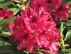 Nova Zembla Rhododendron (Rhododendron 'Nova Zembla') at GardenWorks