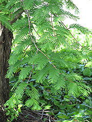 Dawn Redwood (Metasequoia glyptostroboides) at GardenWorks