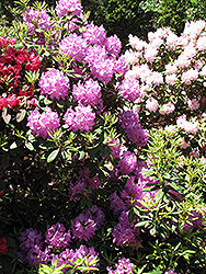 Boursault Rhododendron (Rhododendron catawbiense 'Boursault') at GardenWorks