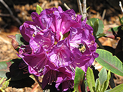 Purple Passion Rhododendron (Rhododendron 'Purple Passion') at GardenWorks