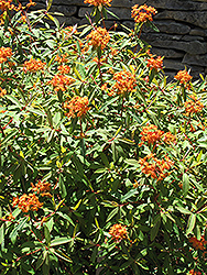 Fireglow Spurge (Euphorbia griffithii 'Fireglow') at GardenWorks