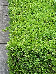 Green Velvet Boxwood (Buxus 'Green Velvet') at GardenWorks