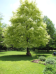 Harlequin Norway Maple (Acer platanoides 'Drummondii') at GardenWorks