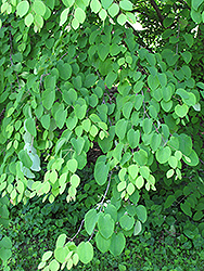 Katsura Tree (Cercidiphyllum japonicum) at GardenWorks