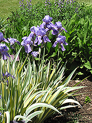 Golden Variegated Sweet Iris (Iris pallida 'Aureovariegata') at GardenWorks