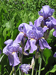Golden Variegated Sweet Iris (Iris pallida 'Aureovariegata') at GardenWorks