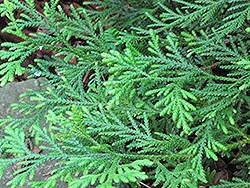 Hiba Arborvitae (Thujopsis dolabrata) at GardenWorks