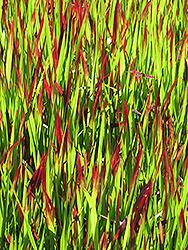 Red Baron Japanese Blood Grass (Imperata cylindrica 'Red Baron') at GardenWorks