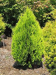 Berkman's Gold Arborvitae (Thuja orientalis 'Aurea Nana') at GardenWorks