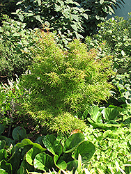Kamagata Japanese Maple (Acer palmatum 'Kamagata') at GardenWorks