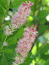 Ruby Spice Summersweet (Clethra alnifolia 'Ruby Spice') at GardenWorks