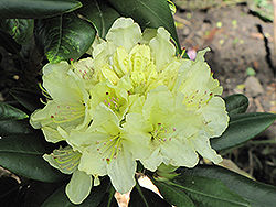 Capistrano Rhododendron (Rhododendron 'Capistrano') at GardenWorks