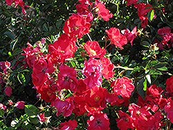 Flower Carpet Red Rose (Rosa 'Flower Carpet Red') at GardenWorks