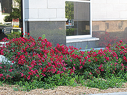 Flower Carpet Red Rose (Rosa 'Flower Carpet Red') at GardenWorks