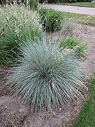 Blue Oat Grass (Helictotrichon sempervirens) at GardenWorks