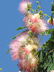 Mimosa (Albizia julibrissin) at GardenWorks