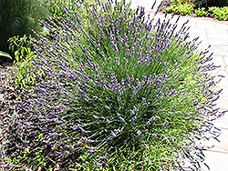 Grosso Lavender (Lavandula x intermedia 'Grosso') at GardenWorks