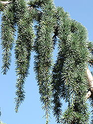 Weeping Blue Atlas Cedar (Cedrus atlantica 'Glauca Pendula') at GardenWorks