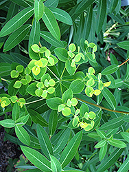 Jessie Spurge (Euphorbia 'Jessie') at GardenWorks