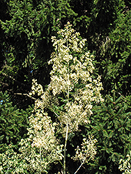 Plume Poppy (Macleaya cordata) at GardenWorks