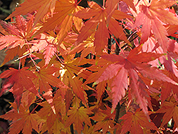 Orange Dream Japanese Maple (Acer palmatum 'Orange Dream') at GardenWorks