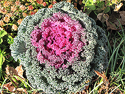 Purple Ruffles Kale (Brassica oleracea var. acephala 'Purple Ruffles') at GardenWorks